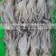 Frozen Tweed Bait squid Heads