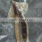 Zhengyuan Frozen Illex Squid Tube