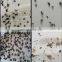 Factory supply cheap UV lighted fly catching paper with reasonable price