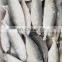 frozen indian mackerel fish Rastrelliger kanagurta