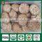 Stump Mushrooms,Shiitake Mushroom Plugs,Shiitake Log