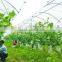 Agriculture plastic film for green house