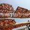 2015 Chinese dried persimmon Fresh Persimmon fruit