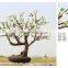 large outdoor LED bonsai trees