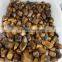 random natural rock polished tiger eye tumble stone