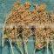 Snow white sorghum