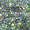 Citrus Fruit Product Type and Lemon Type Fruits