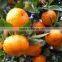 2017 fresh baby mandarin orange