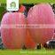 apple fuji, red delicious apple fruit export