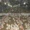 Poultry farming equipment for chicken broiler