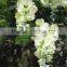 Home garden deco 50cm to 400 cm hight artificial white large Chinese wistaria EDHS1501 1608