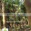 Pandanus Utilis high 4-5m landscaping tree