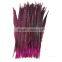 Lady Amherst Pheasant Tail Feathers