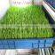 Healthy Automatic Green Bean Sprouting Machine for Sale