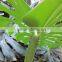 wholesale the top quality fresh cut Monstera Leaves and other foliage fillers with low price