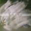 natural real color factory price white fox fur skin or pelt