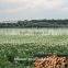 pivoting irrigation