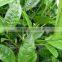 EGCG / EC Extracted From Green Tea