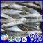 Frozen Sardine Fish With Vegetable Oil