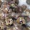 fresh chinese chestnuts for sale