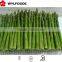 price of frozen green Asparagus green 2015 china