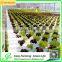 Factory Price Greenhouse Hydroponics Pvc Pipe