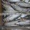 frozen horse mackerel