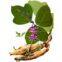 Astragalus Root Extract