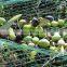 HDPE olive collection / collecting / collect net