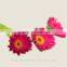Kunming flower export wholesale silk gerbera daisies gerbera with 0.6-0.8kg/bundle from Yunnan, China
