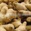 Chinese Fresh Ginger with good quality for sale