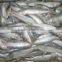 Frozen Sardine Whole Round