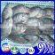 frozen tilapia wholesale price fish for canning