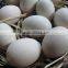 Farm fresh Eggs Exporter