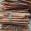 CASSIA FROM VIETNAM ( website: ms.swan2) E: SWAN120488 AT GMAIL dot com