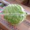 Green leaf lettuce exporter in China Iceberg lettuce