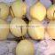 Cheap Price of Asian Ya Pear for Sale