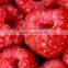 IQF mixed berries