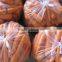 vacuum pack fresh carrots fresh vegetables