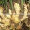 Chinese Fresh Ginger