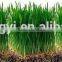 2015 China origin Organic wheat grass extract juice powder