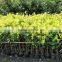 Evergreen Foliage Outdoor Landscaping Decorative Ornamental Plants Ficus Microcarpa cv Golden Leaves