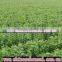red seedless grape vine trees seedling