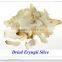 top quality pleurotus eryngii