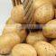 Chinese Holland Potato in Hot Sale