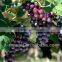 Polyphenol anthocyanin resveratrol from Grape leaf 100% natural ISO GMP HACCP KOSHER HALAL