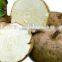 Pueraria Mirifica Big Breast massage oil