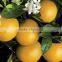 Supplier of Grape Fruit Oil / Fresh / Natural / Pure