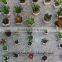 mini succulent plants potted plants for decoration
