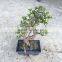 Portulacaria Afra Bonsai ( Jade Plant)